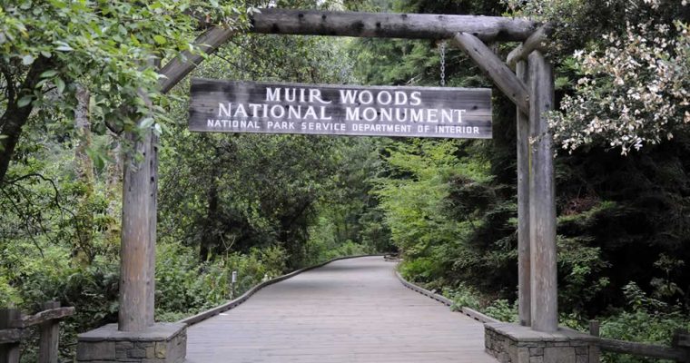 Ir a Muir Woods por tu cuenta