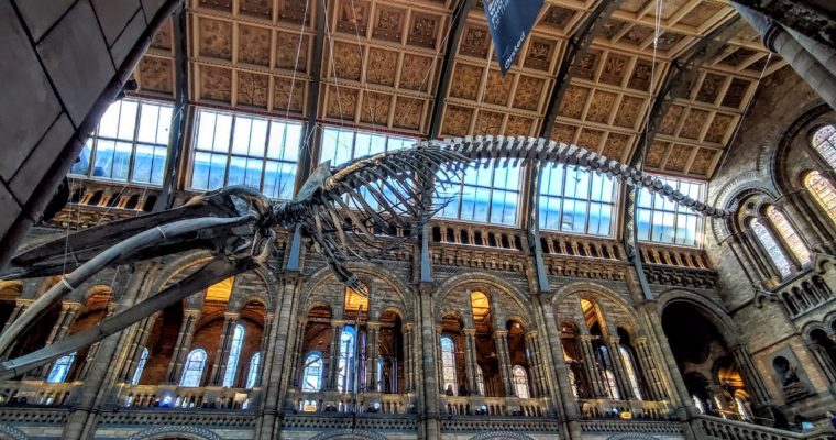 Guía esencial para disfrutar del Museo de Historia Natural de Londres