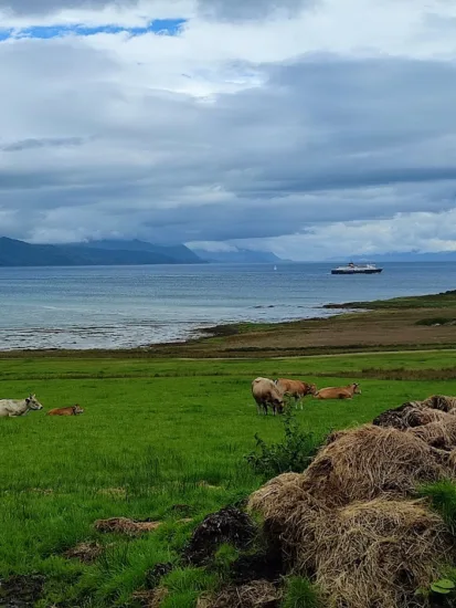 Vacas pastando, al fondo uno de los ferrys saliendo del puerto